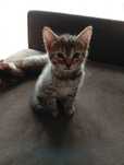Pui spre adoptie