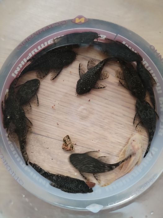 Продажа аквариумных рыб