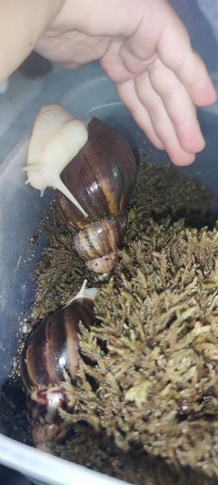 Африкански охлюви Lissachatina fulica