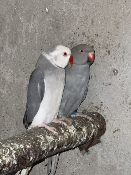 Papagali Micul Alexander Paun 2 ani