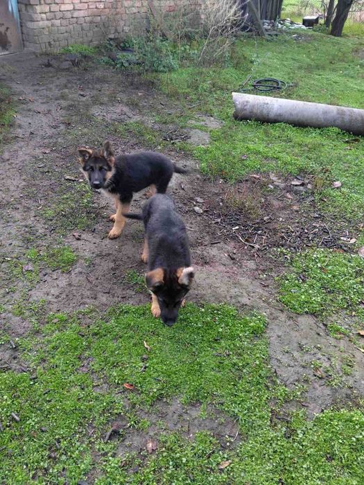 Немска овчарки женски