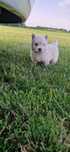 Vand pui mascul Westie