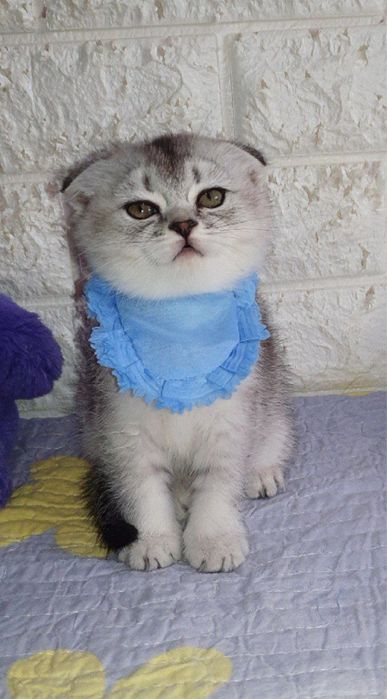 Котёнки серебрыстая шиншыла чысто кровные