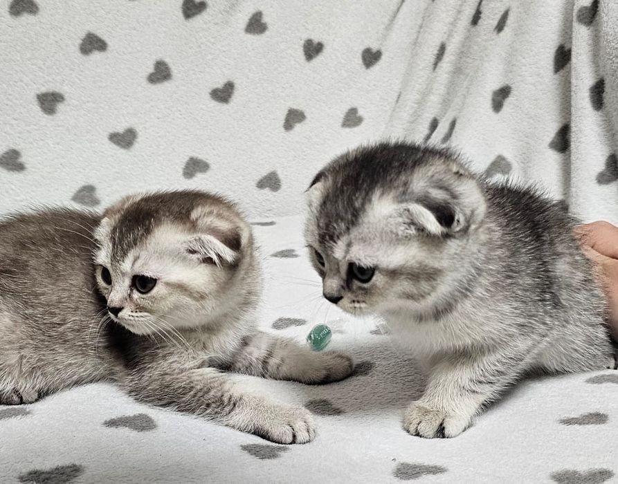 Вислоухие котята