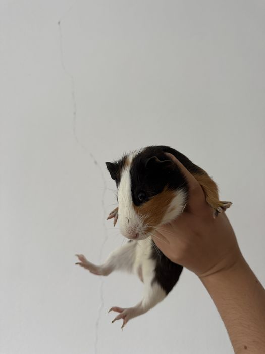 Donez porcusori de guinea