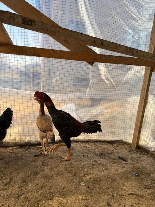 Даканы курочки даканы