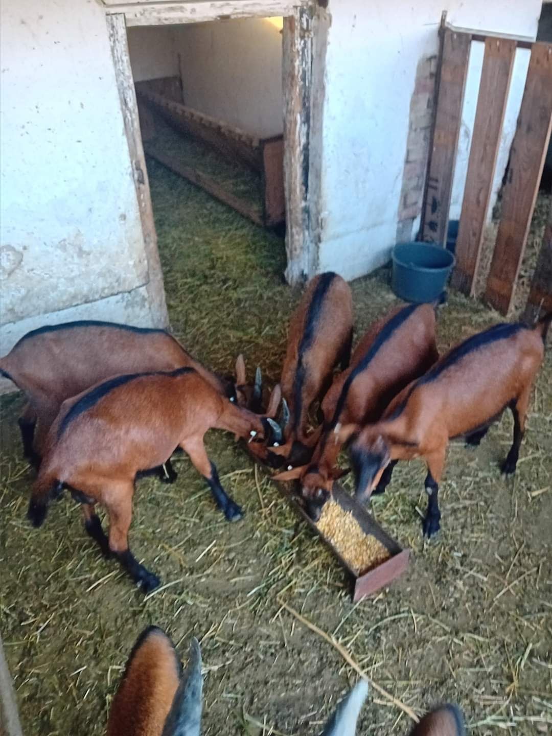 Țapi  saanen și alpin francez cu pedigree origine !