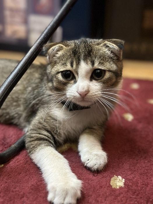 Продаётся кот , мушук сотилади