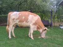 Vaca baltata romaneasca gestanta de 8 luni jumate