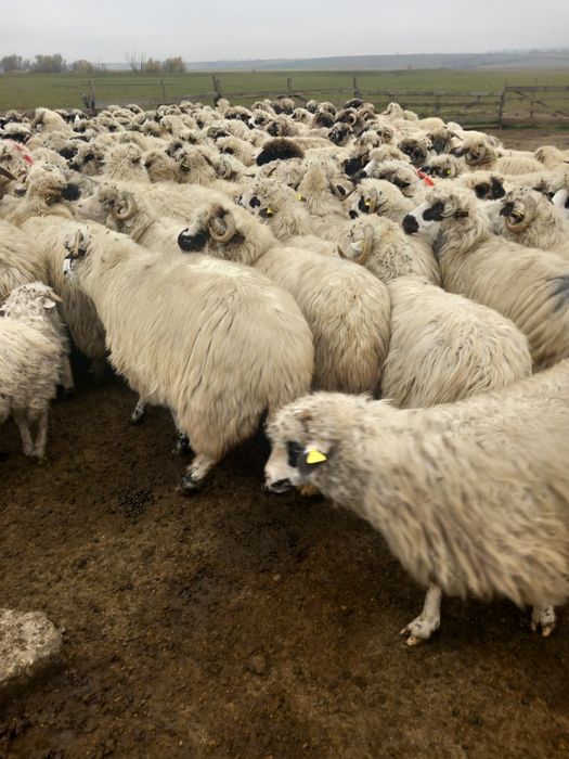 180 de oi de vinzare de ținut