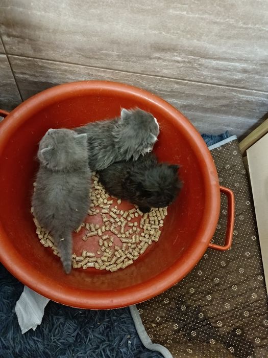 Отдам котят, 1 месяц. Мальчики и девочки.