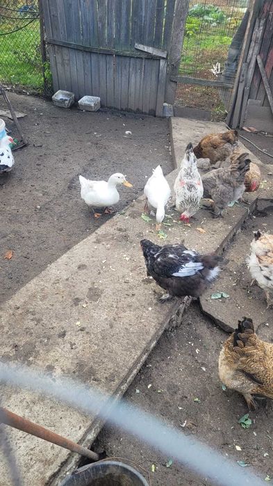 Rate de casa de vanzare