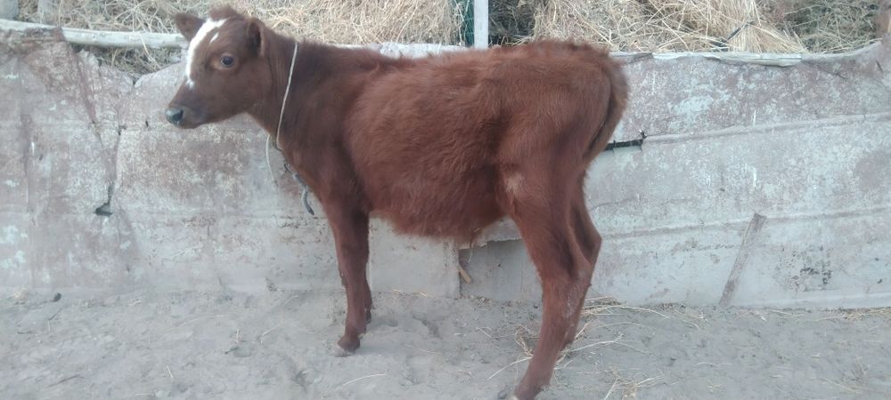 Sifatli paroda Buqacha sotiladi