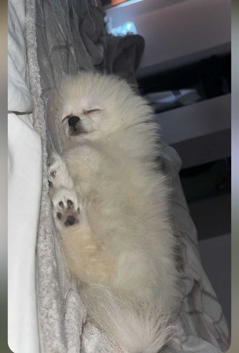 Продава се момиче Померан :)