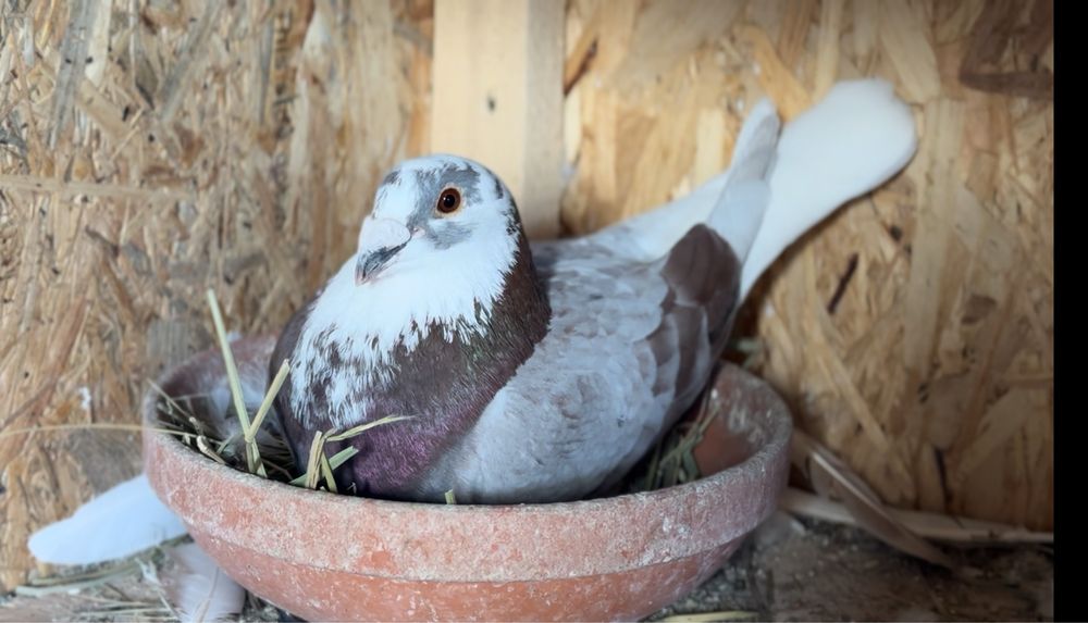 Porumbei Voiajori (Hațeg, Calan, Deva)