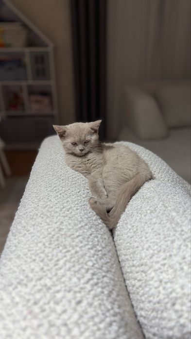 Скотиш Страйт серябрисый котенок красавица . Кошка 2месяца