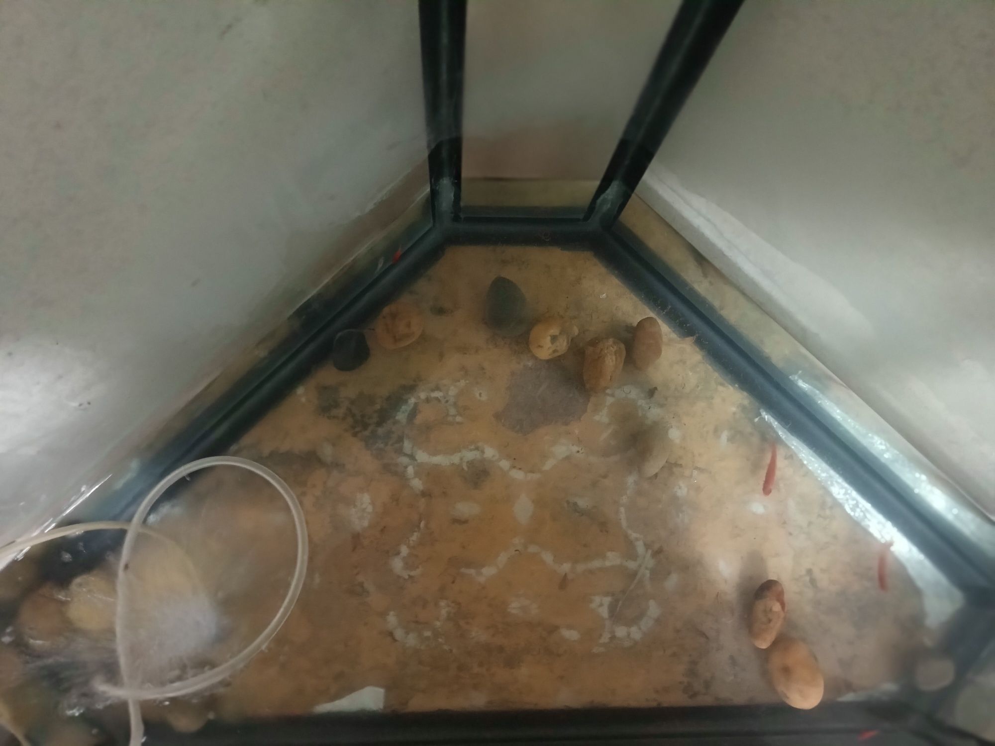Akvarium sotiladi baliqlari  bilan