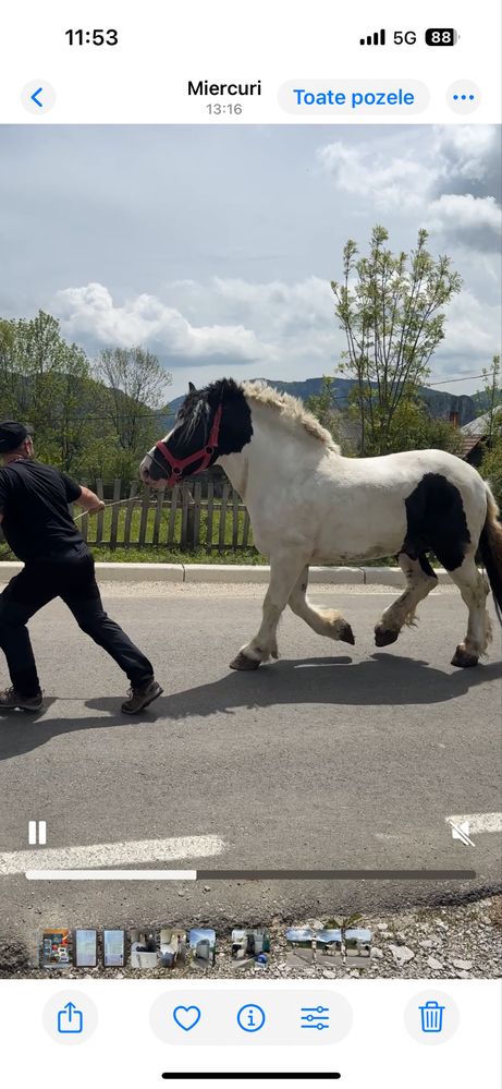 Armasar pentru montă si cazare pentru cai !