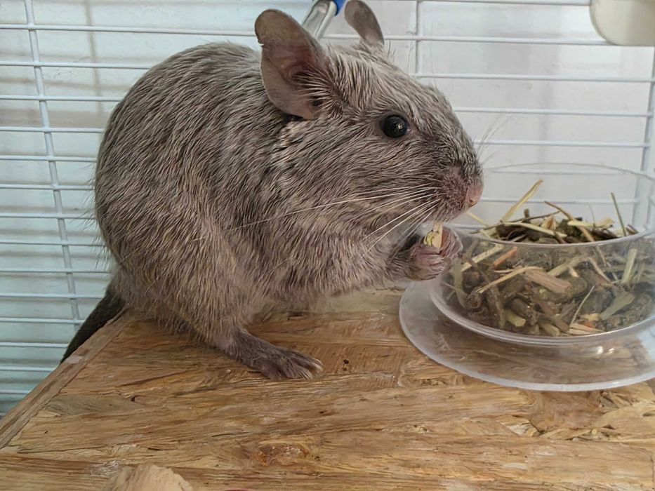 Veverita degu, jucausa si curioasa