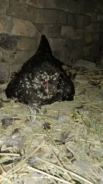 Курк японка сотилади