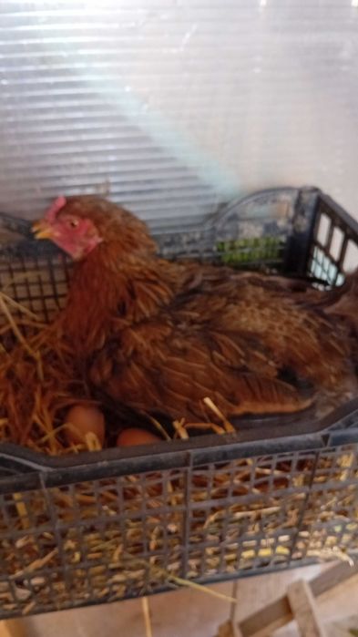 Pui găină cocoșei găini cocoși