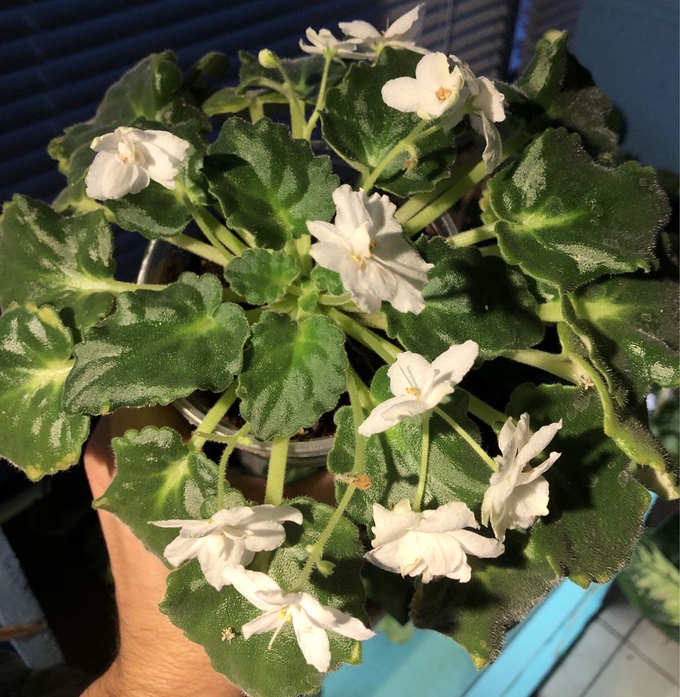 Стайна теменужка Saintpaulia Сейнтполия African Violet Африканска