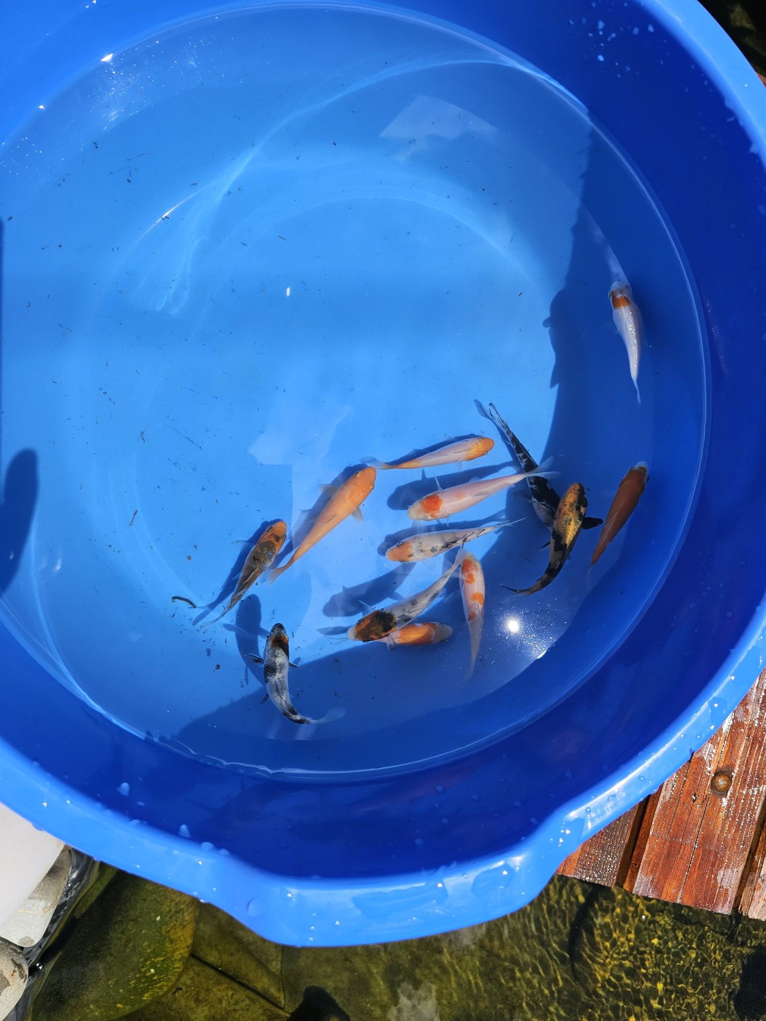 Crapii koi standard