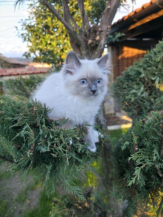 Ragdol/Рагдол на 3 месеца Две женски с родословие