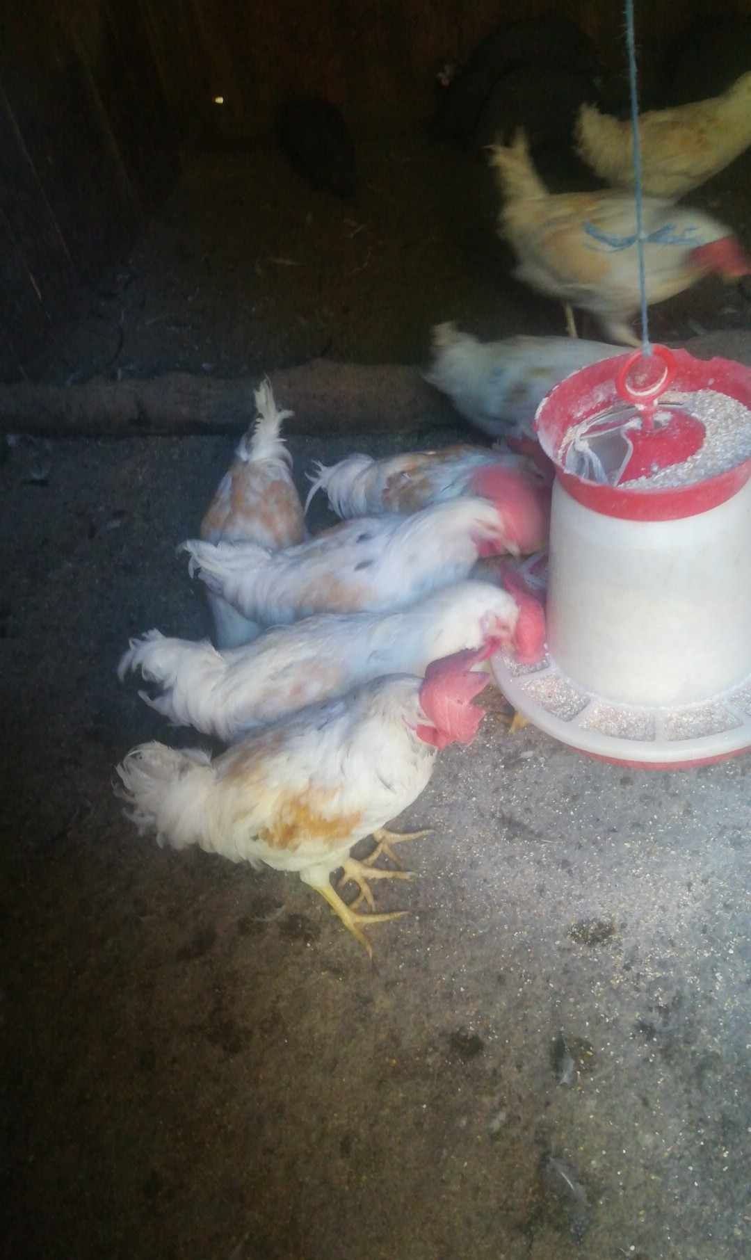 Pui de carne ,pui rasa mixta ,cocoși leghorn.