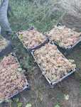 Struguri pentru vin Calnic -Sebes - Alba