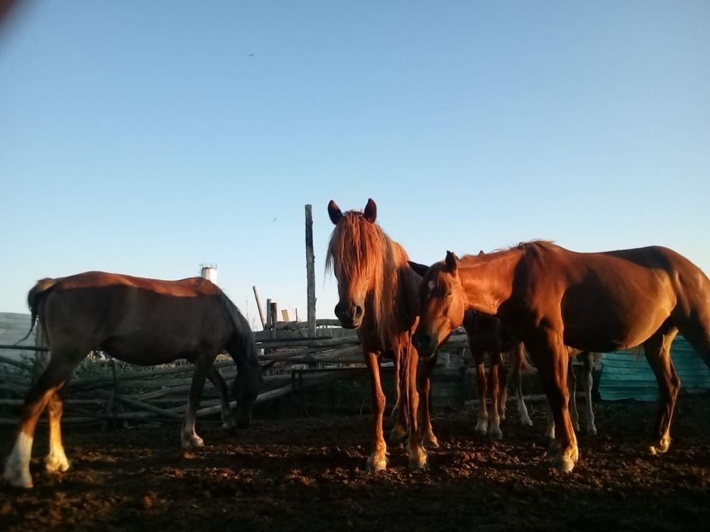 Продается Лошади