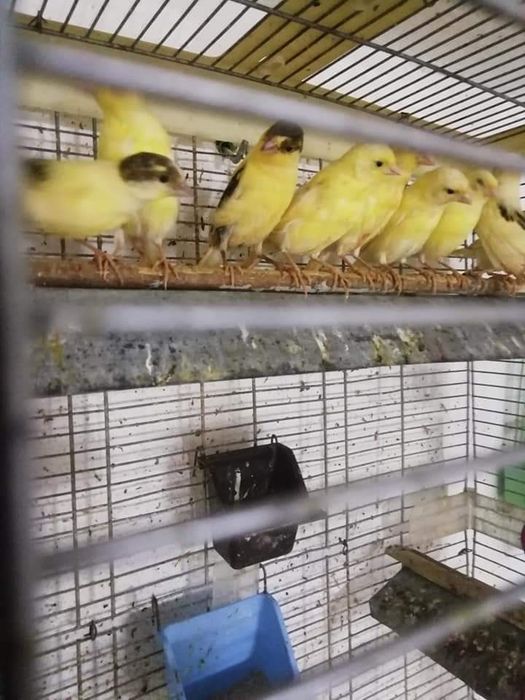 Timbrado Espanyol FEMELE Canar