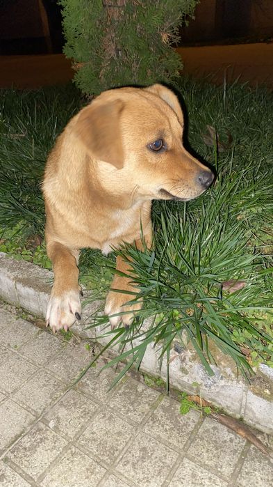 Този сладкиш търси своя дом