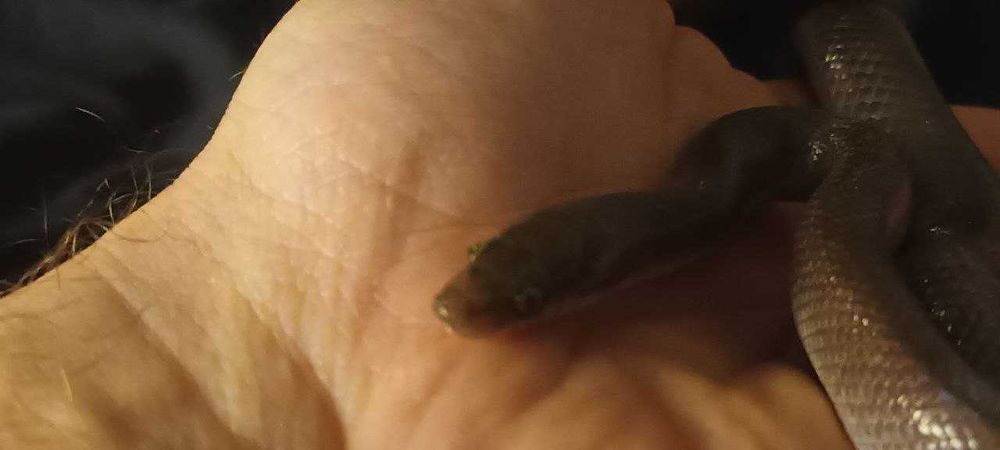 Африканска къщна змия (boaedon fugilinosus)