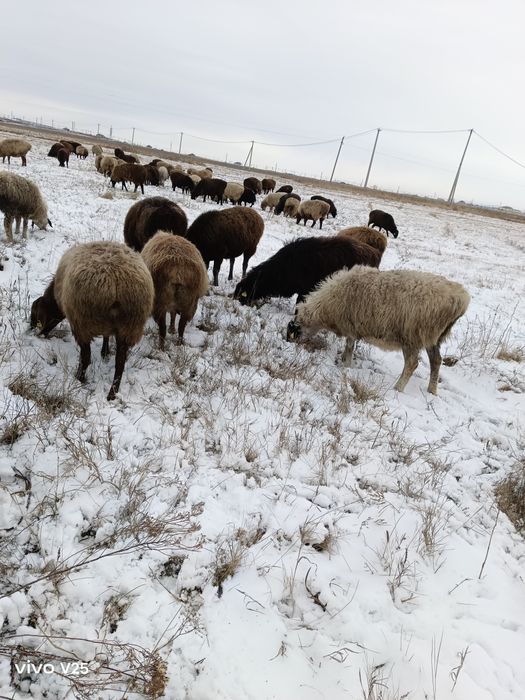 Кошкарлар сатам .