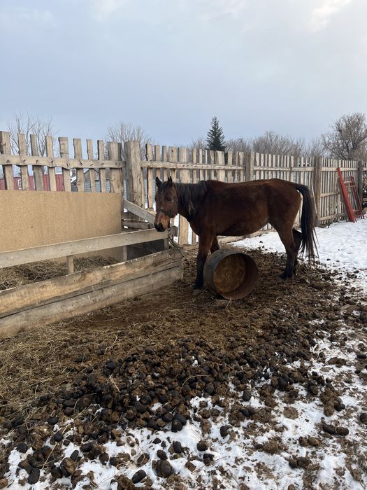 Продается кобыла