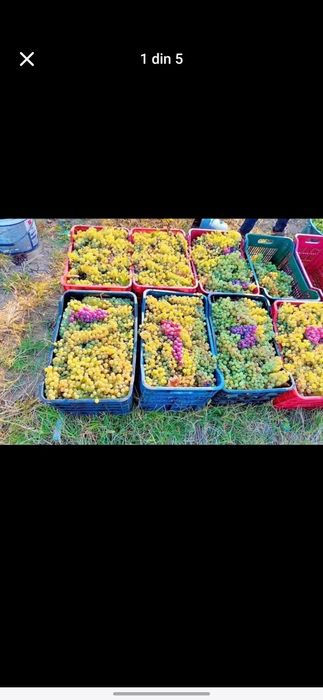 Struguri de vin avem toate soiurile nr 078542852nouă