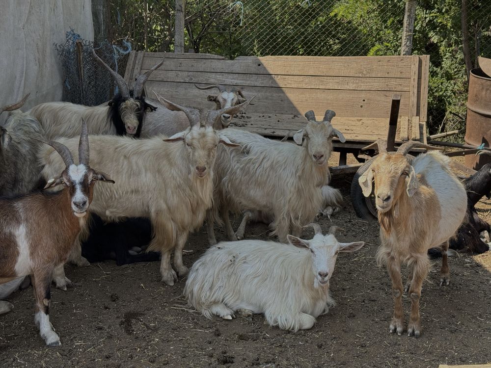De vânzare, 140 capre mari si 80 de ieduțe!
