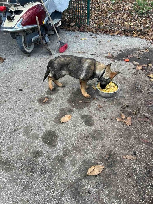 Немска Овчарка Женска | 6 месеца | 650 лв