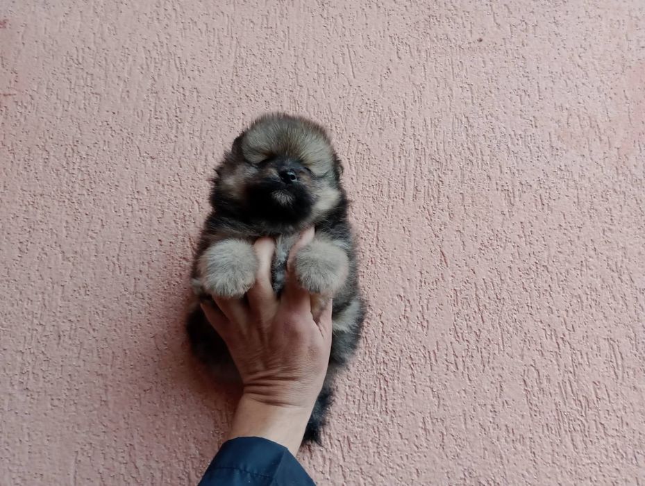 Померани. Мъжки и женски.Реални снимки !