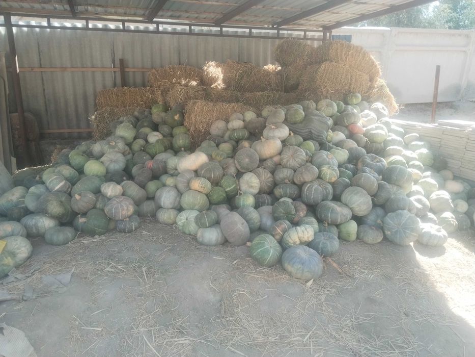 Asqabaq mazali ham satiladi