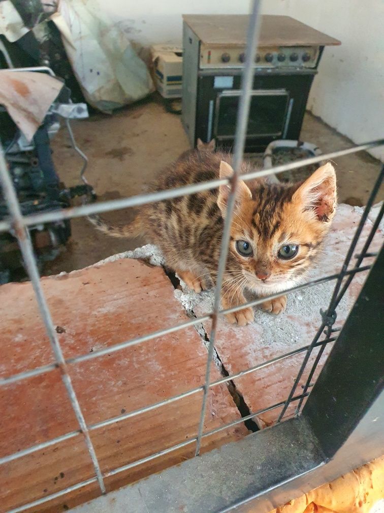 Бенгалска котка.,котета