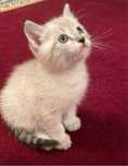 Котенок сиамский 1,5 месяца