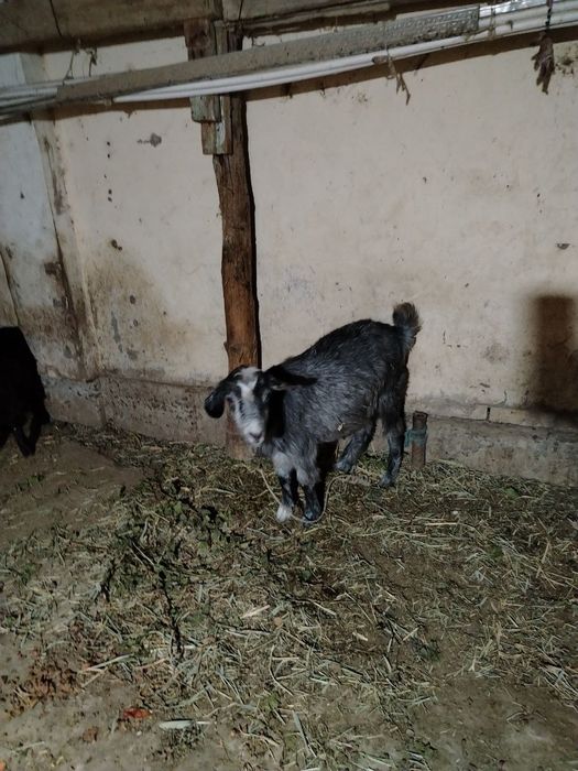 буаз ешки бахасы келисимли