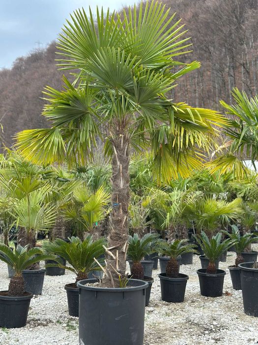 Maslin Bonsai , Palmier Trachycarpus Fortunei , Bananier Musa