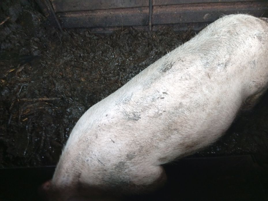 Baloți de lucernă rotunzi de vînzare