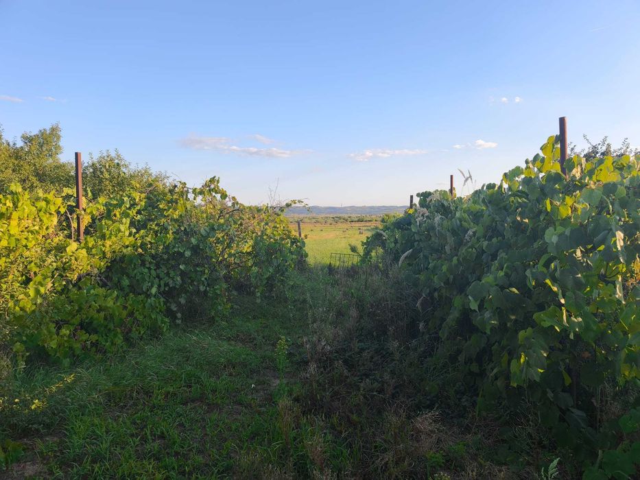 Casă spațioasă cu teren de 2159 mp de vânzare în Urvind