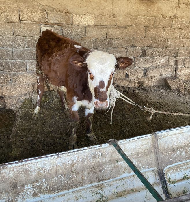 Мол  сотилади келишилган холда