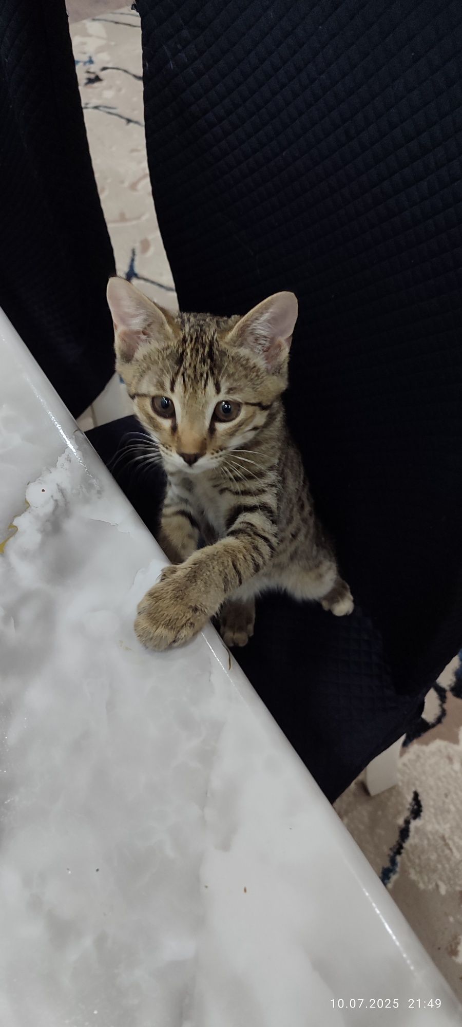 Котенок в добрые руки!