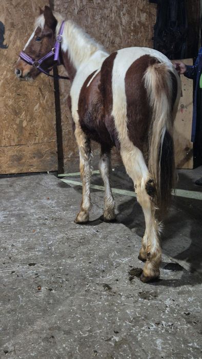 Manz pinto vand/ schimb